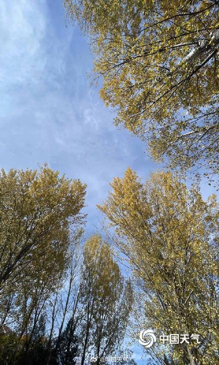 秋色正好！北京奥林匹克森林公园秋叶上妆 五彩斑斓美不胜收