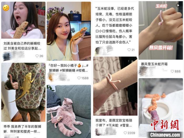 年轻人热衷养异宠 冷门动物渐入大众视野 年轻人热衷养异宠 冷门动物渐入大众视野