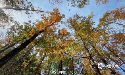 秋色正好！北京奥林匹克森林公园秋叶上妆 五彩斑斓美不胜收