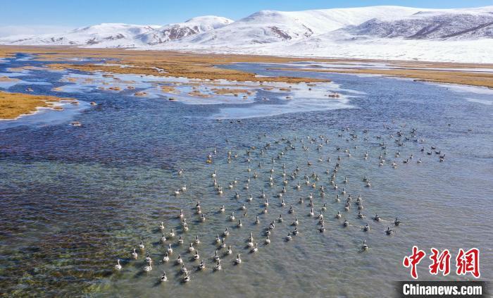 长江源头首处国际重要湿地十年间黑颈鹤种群稳中有升