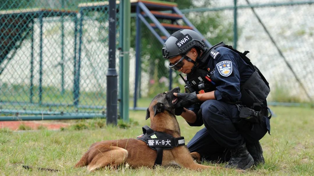 他被公安部表彰,带领8岁功勋犬再出征! 他被公安部表彰,带领8岁功勋犬再出征!