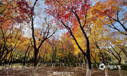 秋色正好！北京奥林匹克森林公园秋叶上妆 五彩斑斓美不胜收