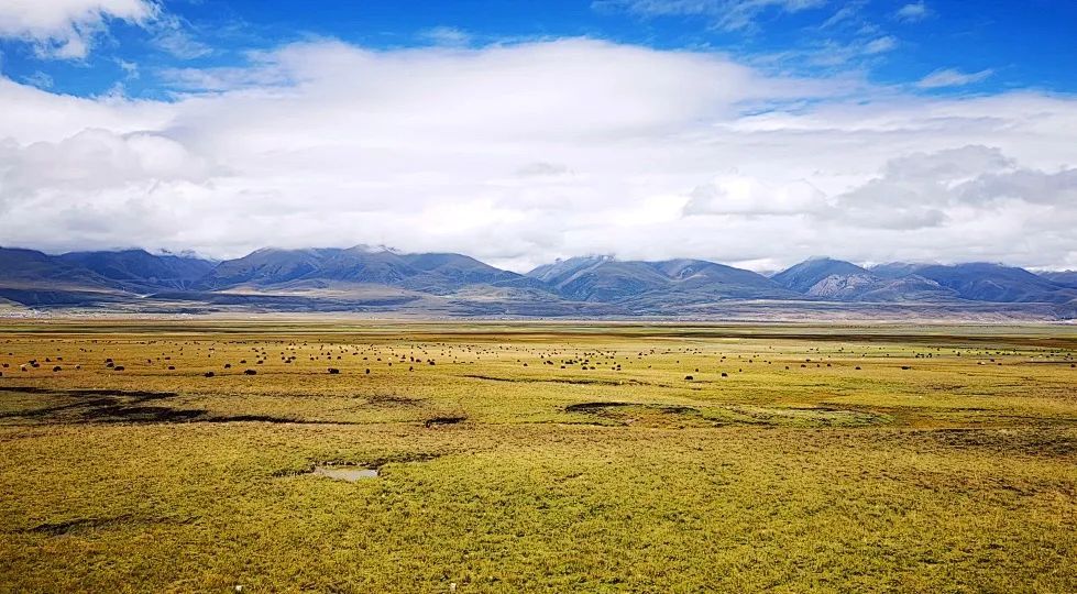 在火车餐车上吃现烤羊腿,是一种什么体验 在火车餐车上吃现烤羊腿,是一种什么体验