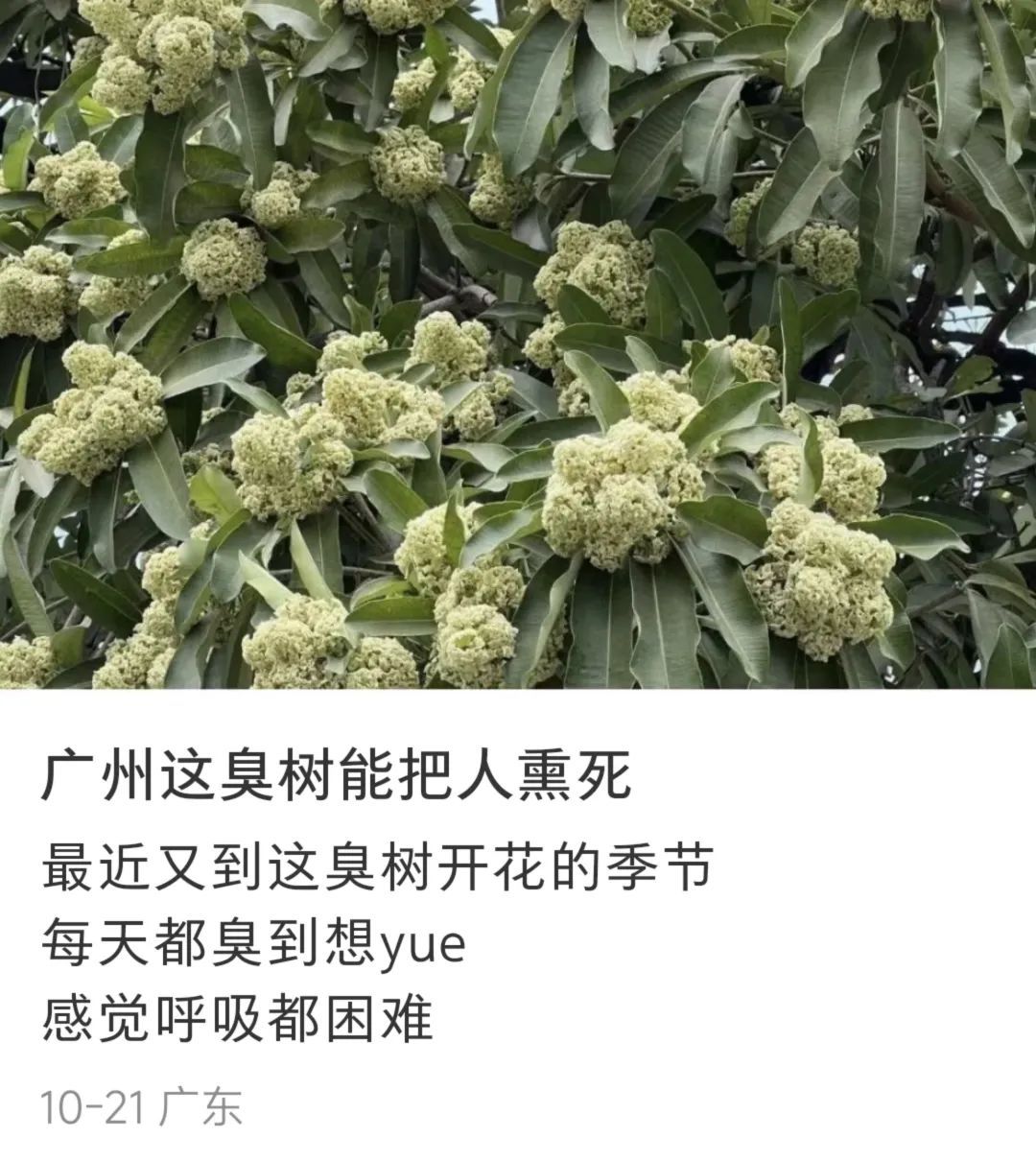 “太上头！”广东街头集中出现“风油精炒排骨味”？网友：顶不住啦！