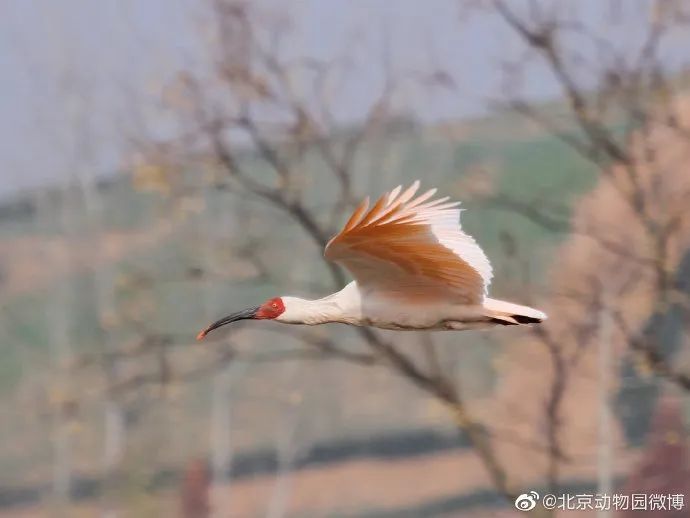 时隔8年，日本再次归还中国