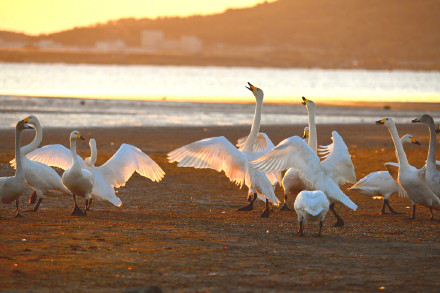 氛围感绝了！越冬大天鹅沐浴朝霞引吭高歌