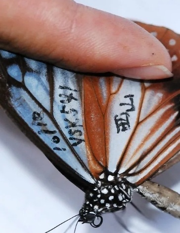 蝴蝶也会迁徙！深港联手解谜