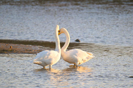 氛围感绝了！越冬大天鹅沐浴朝霞引吭高歌
