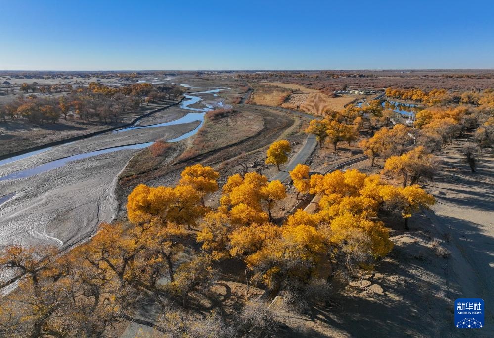 额济纳:金秋胡杨别样美 额济纳:金秋胡杨别样美