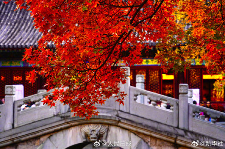 藏在香山红叶里的秋日氛围感