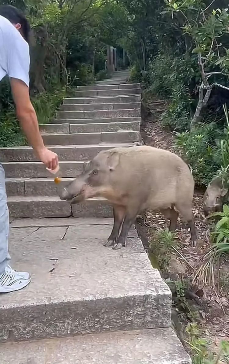 深圳梧桐山景区回应“野猪向游客讨食”