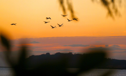 氛围感绝了！越冬大天鹅沐浴朝霞引吭高歌