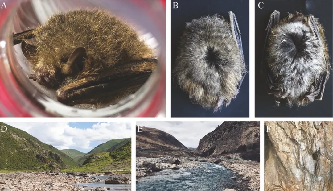 迷你蝠蝠！三江源发现新物种