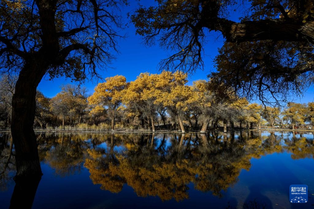 额济纳:金秋胡杨别样美 额济纳:金秋胡杨别样美