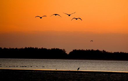 氛围感绝了！越冬大天鹅沐浴朝霞引吭高歌