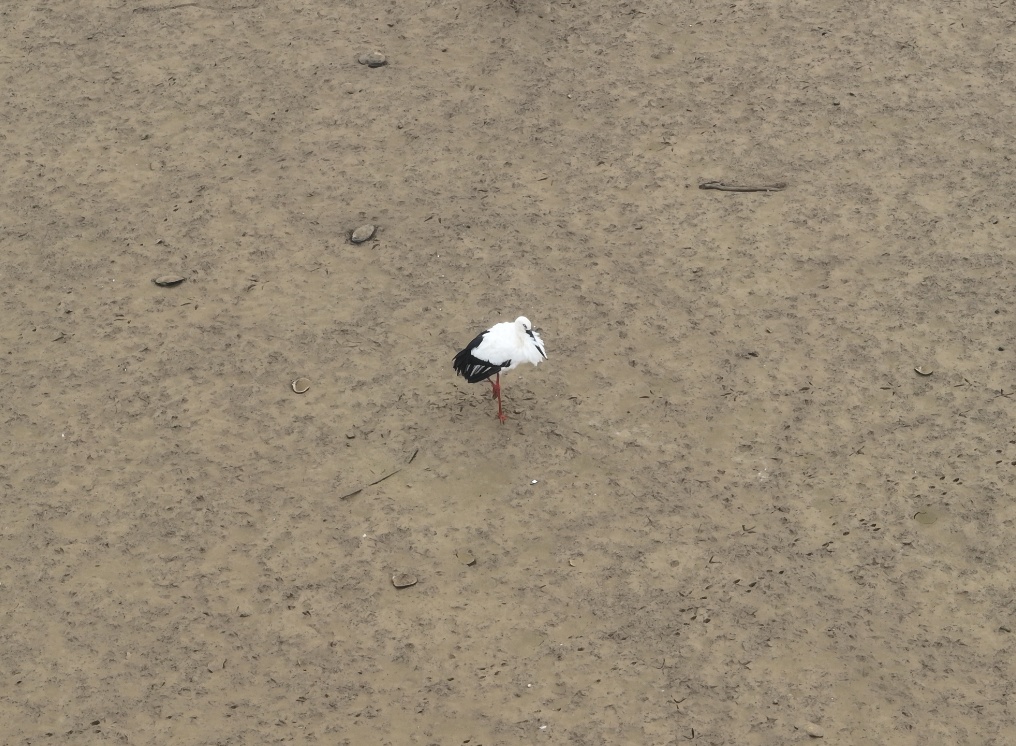 今年首次!“国宝”现身董铺水库 今年首次!“国宝”现身董铺水库