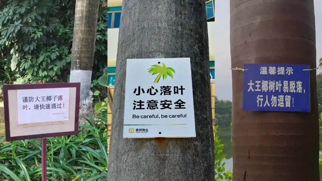 为什么广东人走路都躲着它? 为什么广东人走路都躲着它?