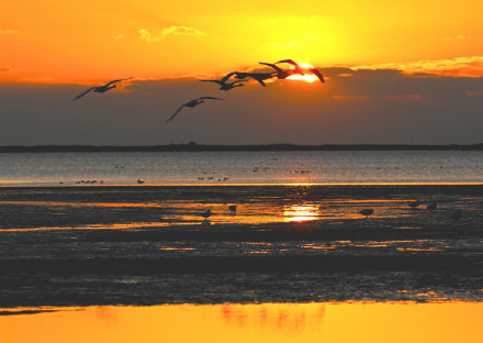 氛围感绝了！越冬大天鹅沐浴朝霞引吭高歌
