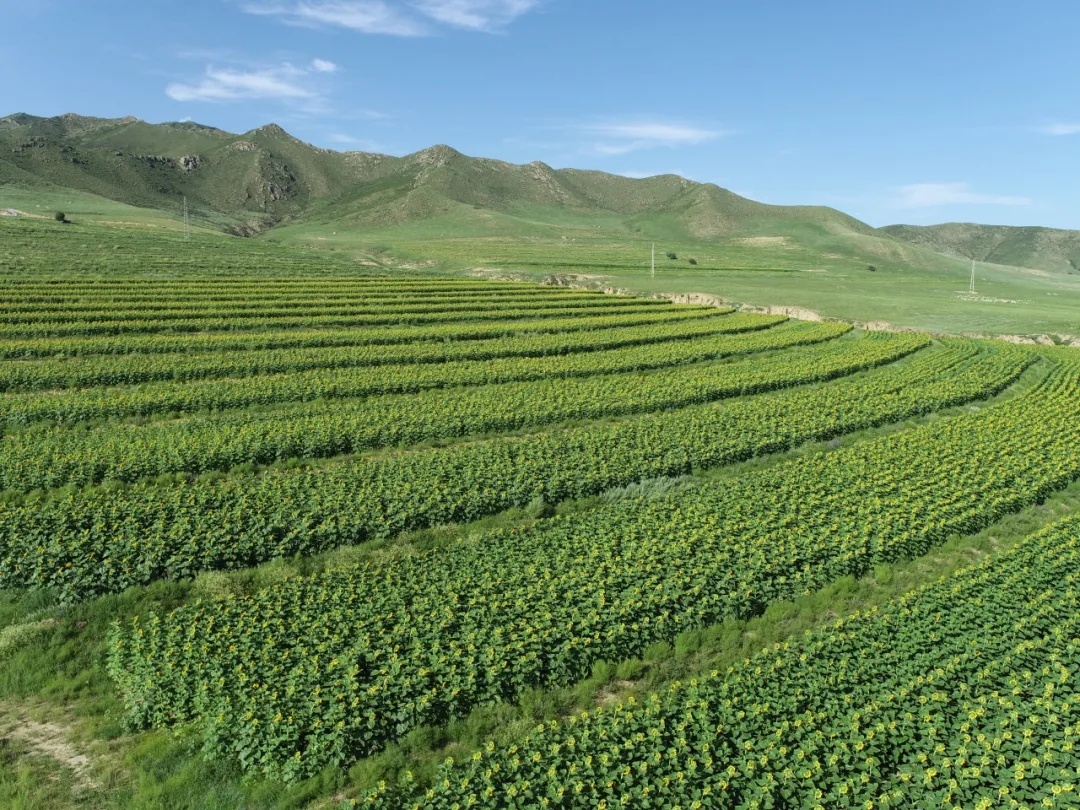 “很黑村”?网红村! “很黑村”?网红村!