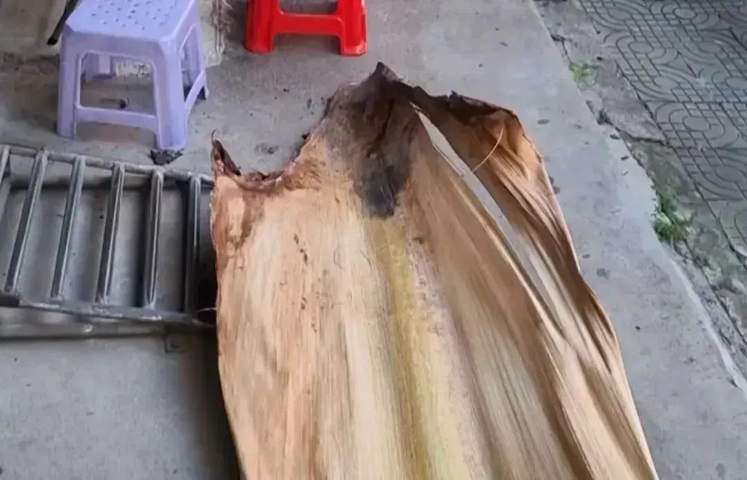 为什么广东人走路都躲着它? 为什么广东人走路都躲着它?