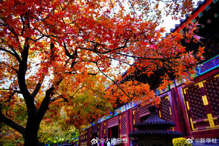 藏在香山红叶里的秋日氛围感