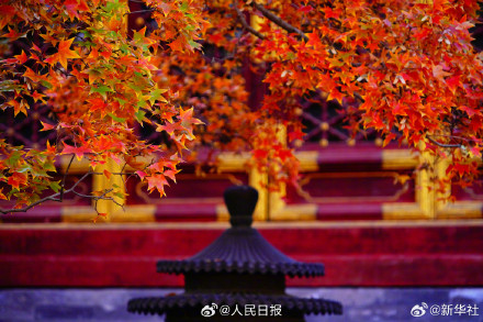 藏在香山红叶里的秋日氛围感