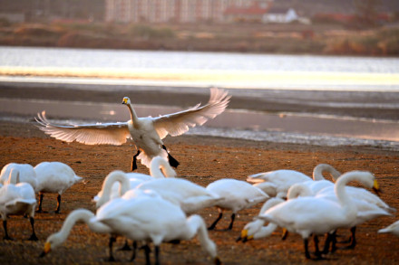 氛围感绝了！越冬大天鹅沐浴朝霞引吭高歌