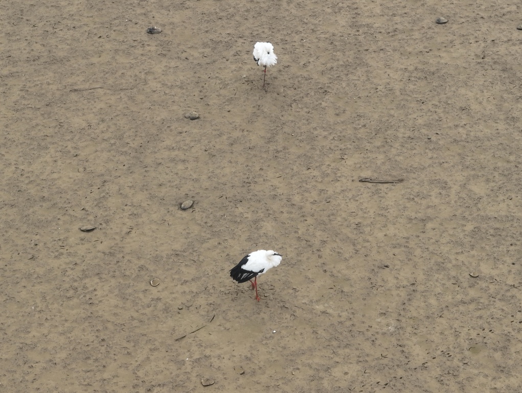 今年首次!“国宝”现身董铺水库 今年首次!“国宝”现身董铺水库