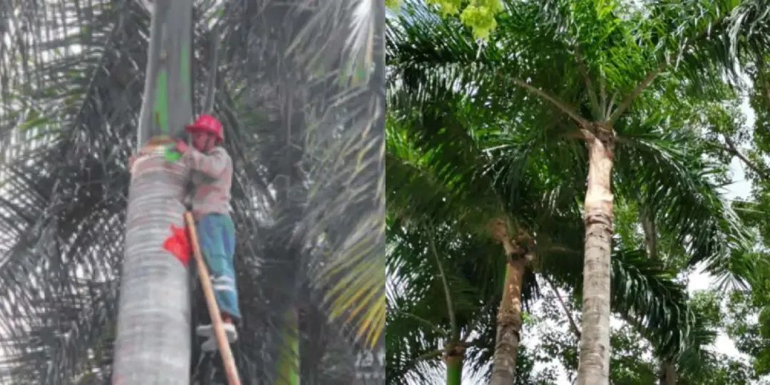 为什么广东人走路都躲着它? 为什么广东人走路都躲着它?