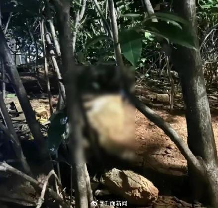 扔猫外卖员被平台拉黑清退