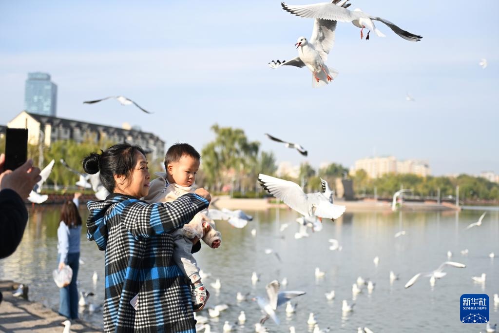 美丽中国｜宁夏银川：“塞上江南”迎来上万只越冬红嘴鸥