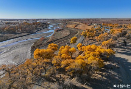 爸妈喜欢的秋日壁纸上新了