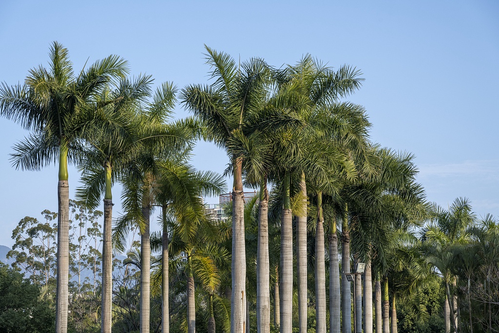 为什么广东人走路都躲着它? 为什么广东人走路都躲着它?