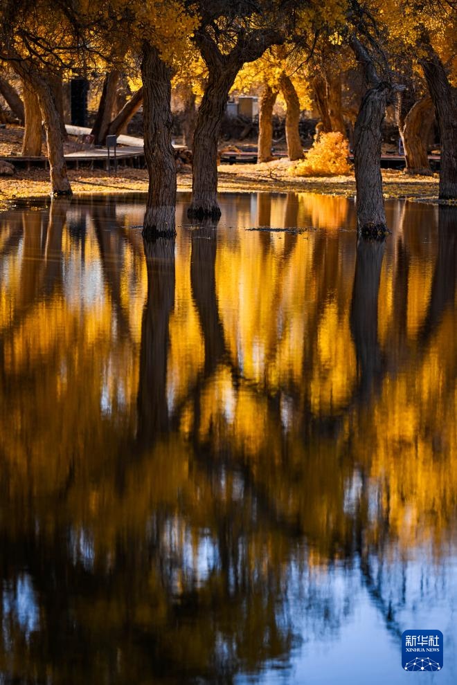 额济纳:金秋胡杨别样美 额济纳:金秋胡杨别样美
