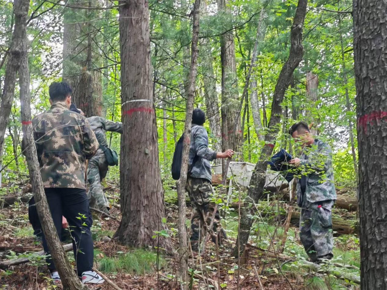 长白山原始森林发现大片东北红豆杉群落