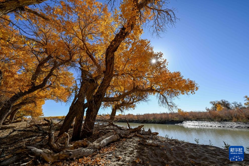 额济纳:金秋胡杨别样美 额济纳:金秋胡杨别样美