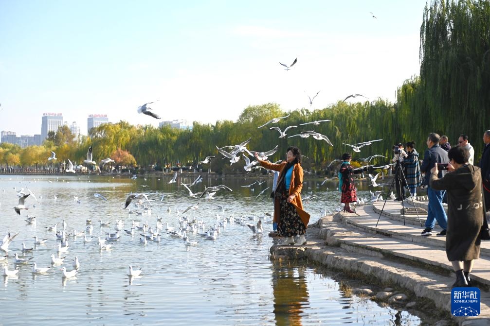 美丽中国｜宁夏银川：“塞上江南”迎来上万只越冬红嘴鸥