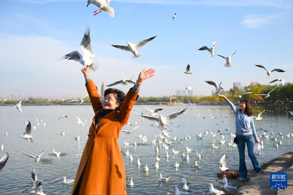 美丽中国｜宁夏银川：“塞上江南”迎来上万只越冬红嘴鸥