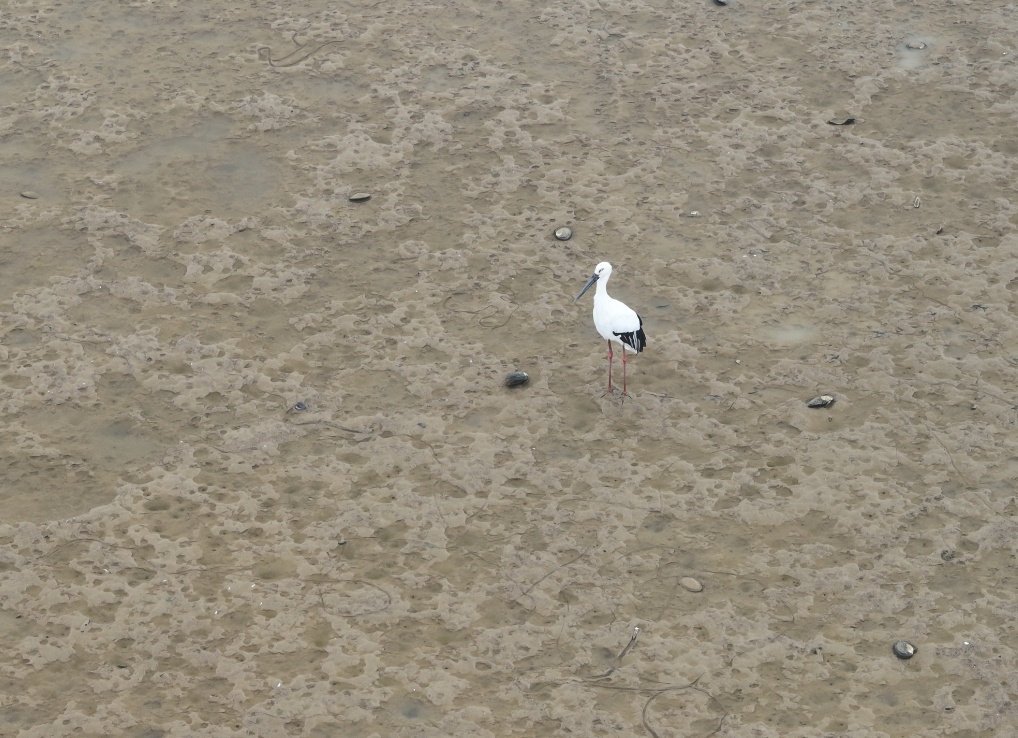 今年首次!“国宝”现身董铺水库 今年首次!“国宝”现身董铺水库