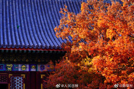 藏在香山红叶里的秋日氛围感