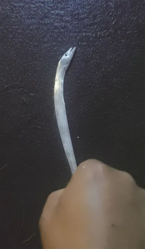 瓯江里可以钓带鱼？老渔民和专家都确认了