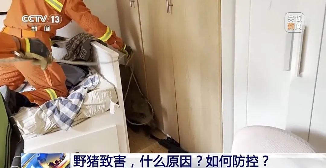 撞列车、闯店铺、狂飙伤人……野猪为何“泛滥成灾”? 撞列车、闯店铺、狂飙伤人……野猪为何“泛滥成灾”?