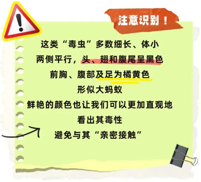 长沙已有病例！遇到这种虫千万别拍