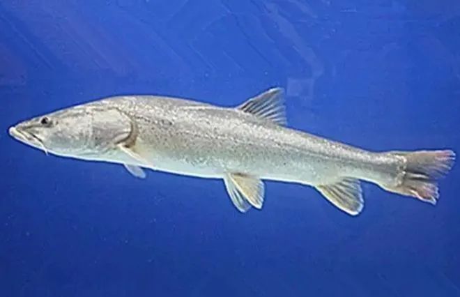 重庆男子钓起“牢底坐穿鱼”，一分钟就放生！鱼：我放过你了