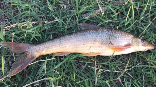 重庆男子钓起“牢底坐穿鱼”，一分钟就放生！鱼：我放过你了