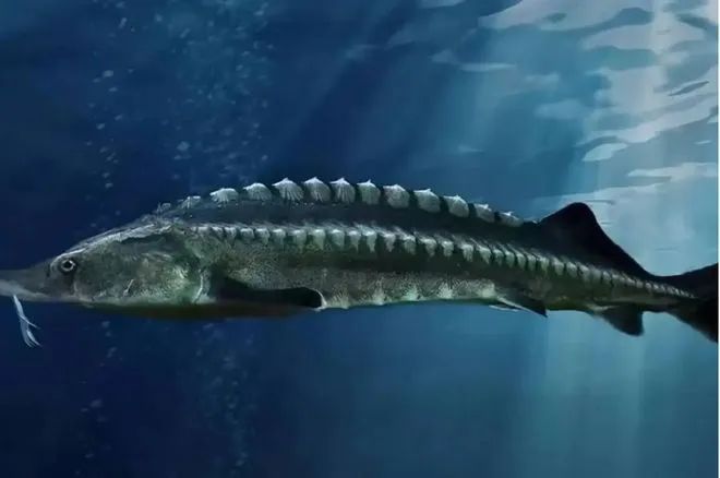 重庆男子钓起“牢底坐穿鱼”，一分钟就放生！鱼：我放过你了