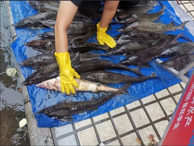 重庆男子钓起“牢底坐穿鱼”，一分钟就放生！鱼：我放过你了