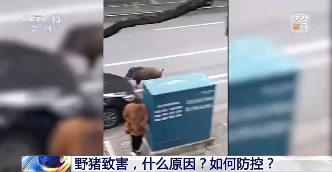撞列车、闯店铺、狂飙伤人……野猪为何“泛滥成灾”? 撞列车、闯店铺、狂飙伤人……野猪为何“泛滥成灾”?