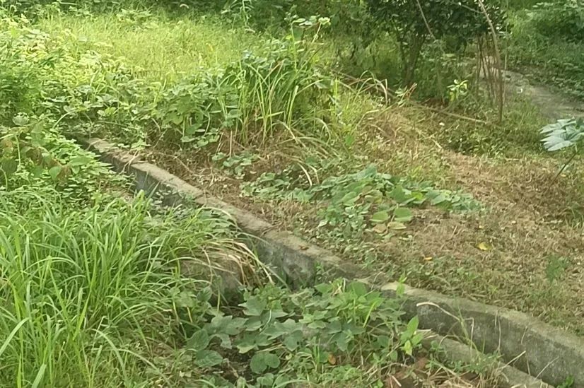 郴州800斤疯牛跑出后顶着屠宰工人一路上山又撞下山,已被击毙 郴州800斤疯牛跑出后顶着屠宰工人一路上山又撞下山,已被击毙