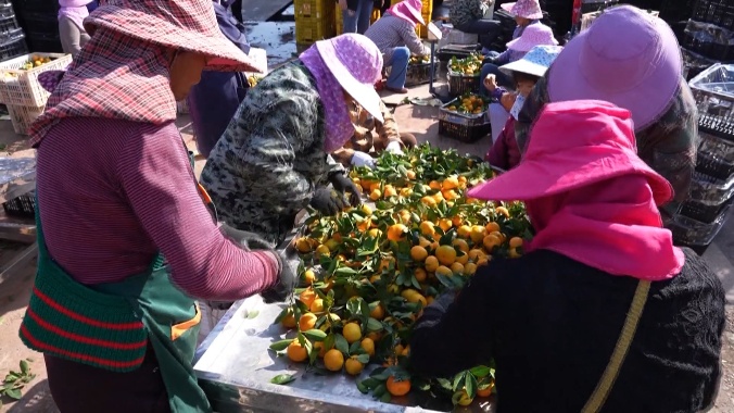 江西新余：又到蜜桔成熟时 21.2万亩新余蜜桔新鲜上市